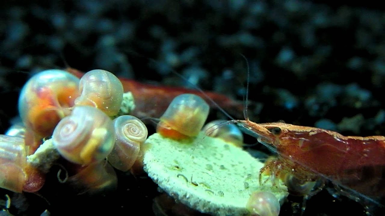 Cherry Shrimp sharing food with baby Ramshorn Snails YouTube