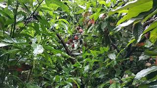 Dinlendirici, uyku getiren yağmur sesi... Kakao Ağacı  #rainsound #raining #rainforest