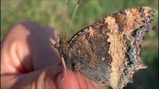 Butterfly Proboscis Close Up | خرطوم الفراشة عن قرب ما شاء الله