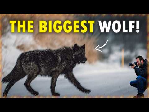 188 toto x black168 - BIGGEST Wolf Ever Caught On Camera | Full Documentary
