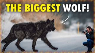 Celebrity BIGGEST Wolf Ever Caught On Camera | Full Documentary Wealth