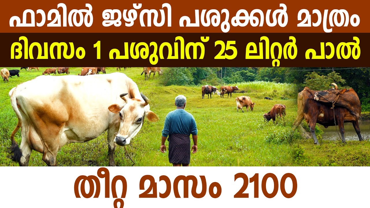 പുൽകൃഷിയില്ല, ഓക്കയില്ല ഉണ്ണിയുടെ ക്ഷീരകൃഷി ഞെട്ടിക്കുന്നത് I Most Economical Dairy Farming Kerala I