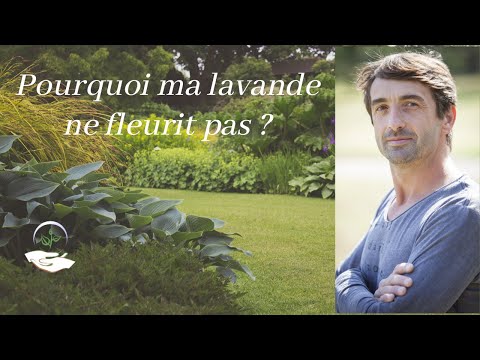 Vidéo: Pourquoi Le Châtaignier Ne Fleurit Pas