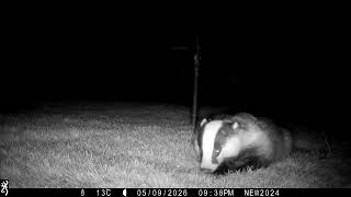 9th May 2026 Boris the badger