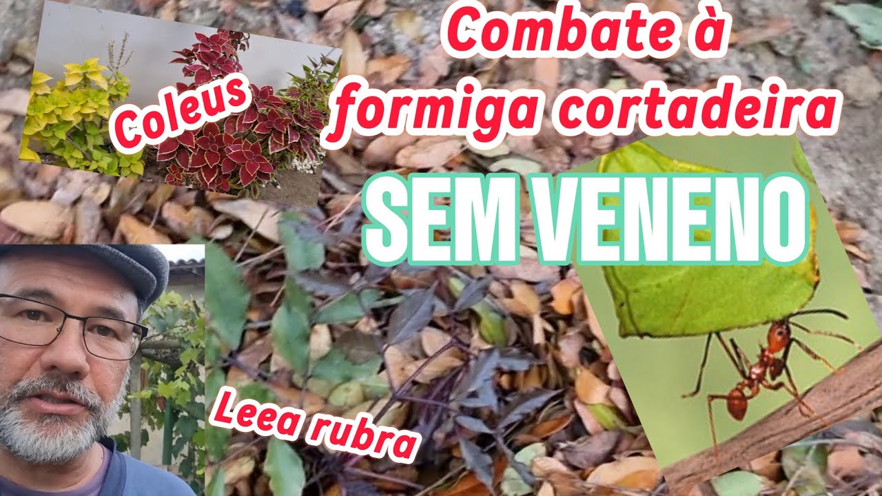 Como combater FORMIGA CORTADEIRA sem veneno - YouTube