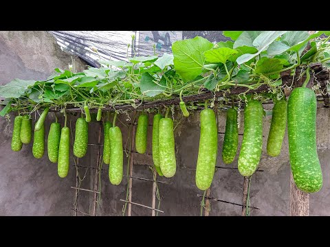 I can't believe it's so easy to grow gourds in plastic containers and give so many fruits