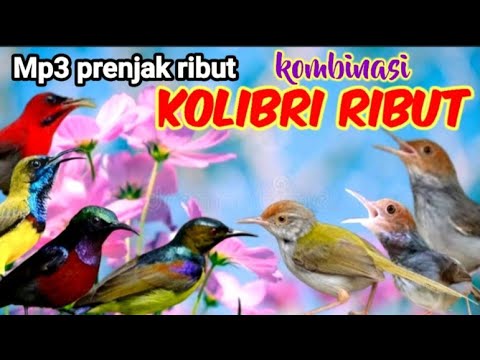MP3 Prenjak Ribut Dan Kolibri Ribut Untuk Pikat Prenjak Dan Burung Kecil