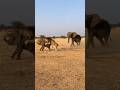Elephant saves calf from lion attack 🐘🦁코끼리가 사자의 공격에서 새끼를 구하다 🐘🦁ゾウがライオンの攻撃から子を守る 🐘🦁