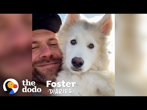 Lee Asher With 10 Dogs Decides To Foster One More | The Dodo Foster Diaries