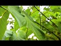 Tortuguero's Flora