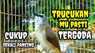 Download Lagu Suara burung trucuk gacor memancing lawan Pancingan trucuk betina memanggil jantan MP3 Download Lagu Suara burung trucuk gacor memancing lawan Pancingan trucuk betina memanggil jantan MP3