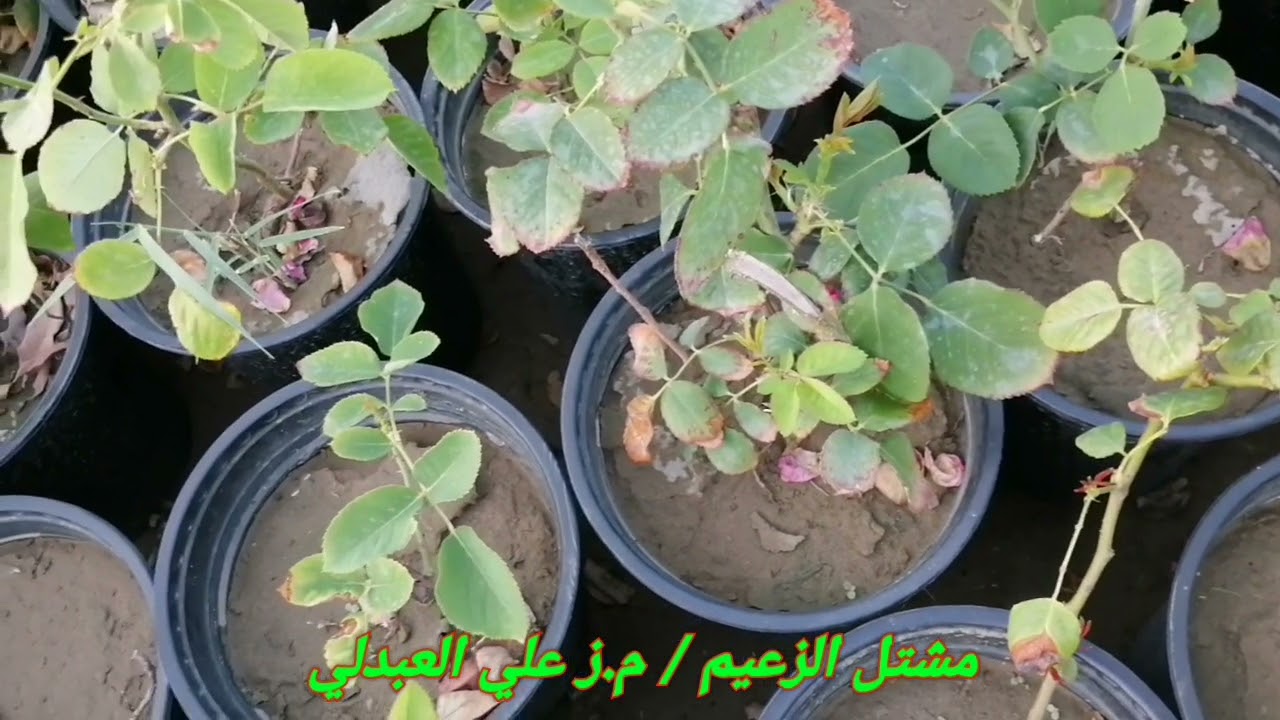 التزهير في الورد الجوري