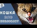 7 ВЕЩЕЙ, ЗА КОТОРЫЕ ВАША КОШКА ВАС НЕНАВИДИТ