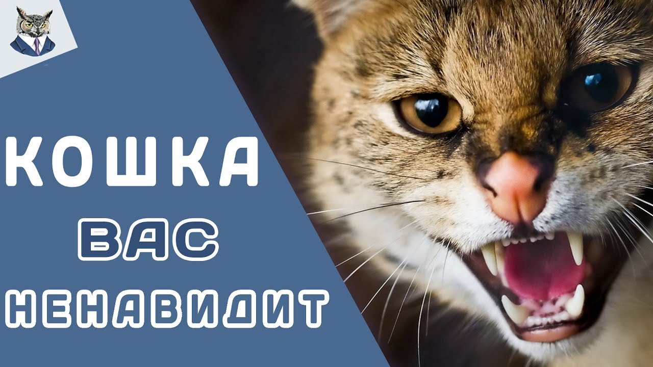 7 ВЕЩЕЙ, ЗА КОТОРЫЕ ВАША КОШКА ВАС НЕНАВИДИТ