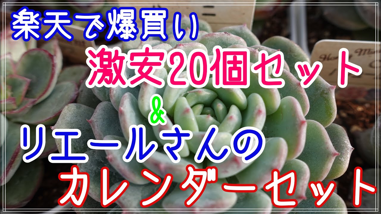 【多肉植物】楽天市場から有り難いはがきを貰ったので、ハニーミントさんの多肉セットを購入しました(*^-^*)