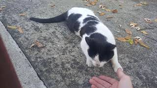 Cute and social cat :) by LUAN Zeqiri 308 views 2 years ago 17 seconds