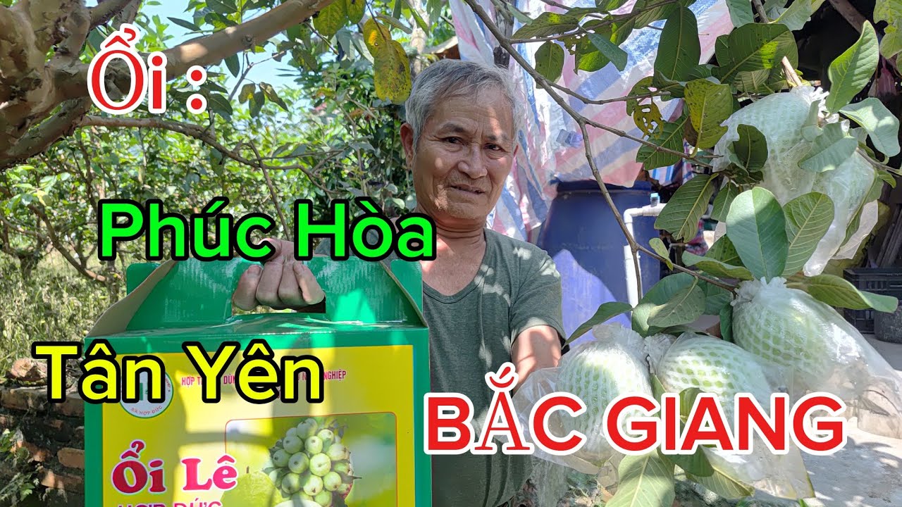  Ổi : Thương hiệu - Phúc Hòa - Tân Yên - BẮC NINH