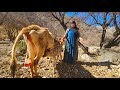 Living in the heart of nature: the courage of Shawkat and the birth of cows in a nomadic world