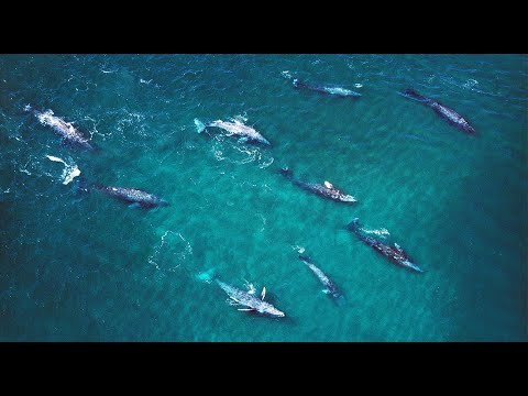 Daily Dose of Nature | Marvelous Migrations Meet Mexico’s Winter Residents 1