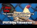 7days lang para palakihin ang katawan ng manok natin semiprecon