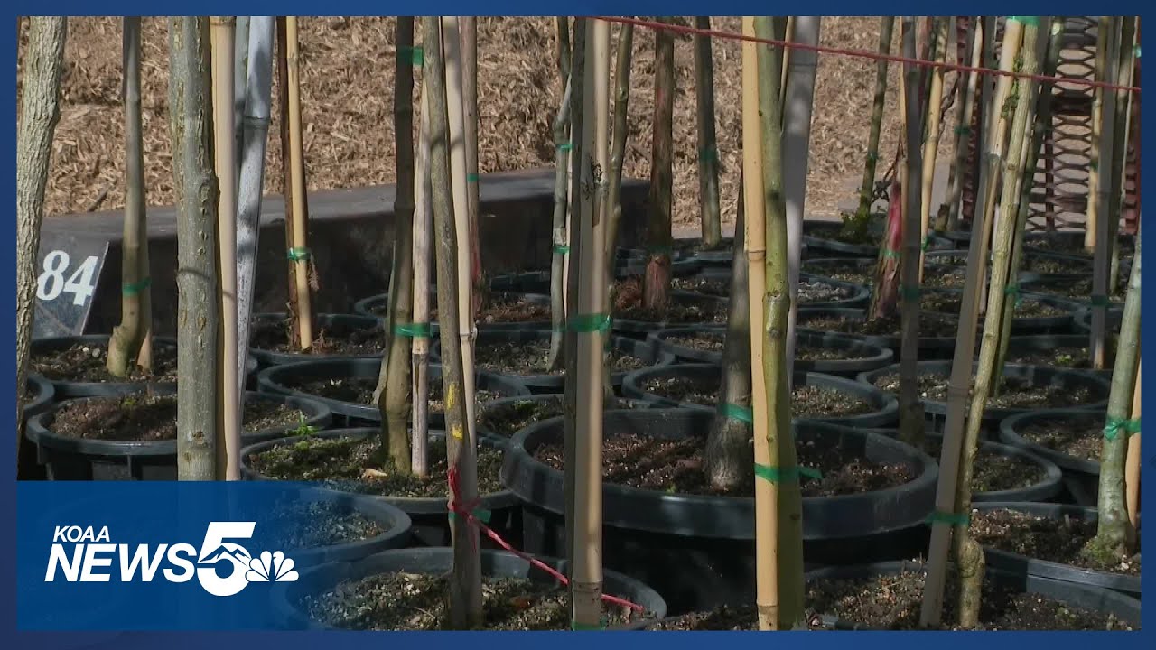 KOAA: Bringing shade back: How trees could cool down Southeast Colorado Springs