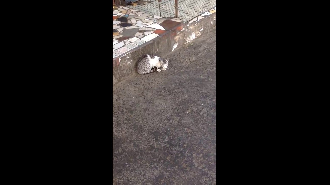 Chat et souris : amis ou ennemis ?