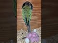 Small kannur breeding progress#short_video