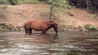 Wild horse Wednesday on the Salt River, Arizona.
The rain stopped just before we hit the water. Lovely Wednesday afternoon on the Salt River, Arizona. Wild horses and cooler temps than we’re used to in the summer months.
Edie Barkell didn’t bark once😂 Wild horse Wednesday on the Salt River, Arizona.