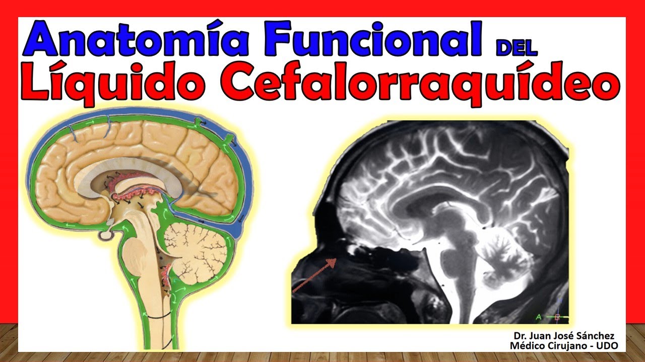 🥇 LÍQUIDO CEFALORRAQUÍDEO. Anatomía Funcional ¡Explicación Sencilla