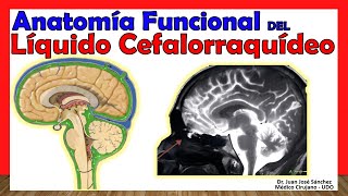 🥇 LÍQUIDO CEFALORRAQUÍDEO. Anatomía Funcional - ¡Explicación Sencilla! 🥇 LÍQUIDO CEFALORRAQUÍDEO. Anatomía Funcional - ¡Explicación Sencilla!