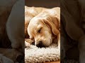 #cutedogvideosong #sleepingdogs #trendingshorts