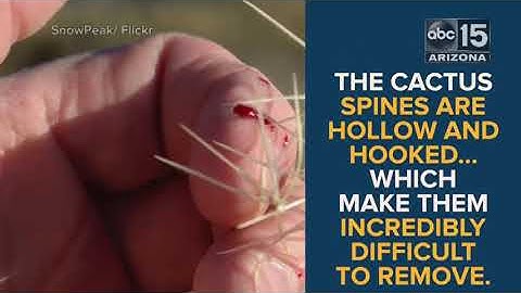 Flying cactus? 10 terrifying things you must know about jumping cholla - ABC15 Digital