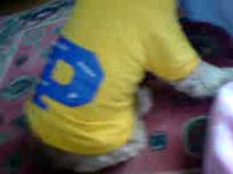 Princess Purdy Chavy Dog- Princess Purdy - YouTube