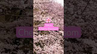 Tokyo’s Cherry Blossom 🌸 Sakura #japantravel #springinjapan