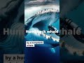 Inside a Whale's Mouth: Could You Actually Survive? #MarineBiology #Survival