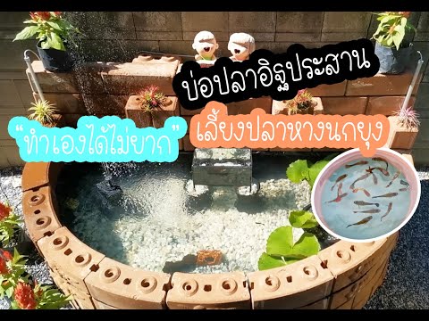 Ep.1เริ่มลองเลี้ยงปลา บ่อปลาอิฐประสาน เลี้ยงปลาหางนกยูง เพลินๆ