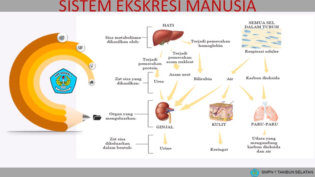 Mengapa hati dan paru paru termasuk organ ekskresi