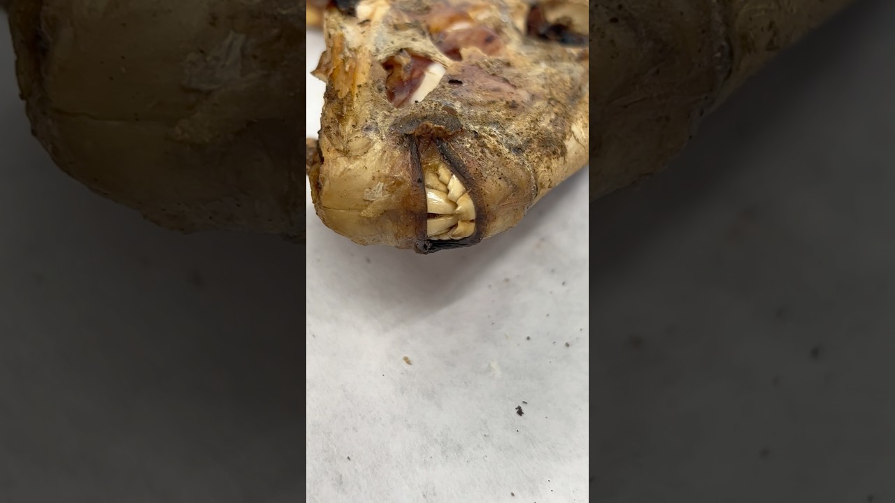 Crazy looking fish! Whole Triggerfish and Grouper throats on the ​⁠