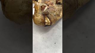 Crazy Looking Fish Whole Triggerfish And Grouper Throats On The