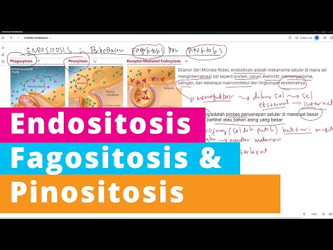 Video: Apakah yang dimaksudkan oleh Pinositosis?