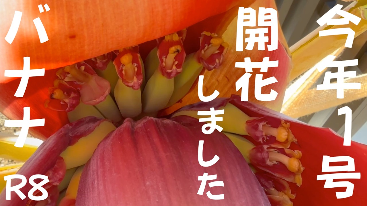 令和8年4月21日今年1号バナナ開花しました 鉢植え ドワーフナムワ
