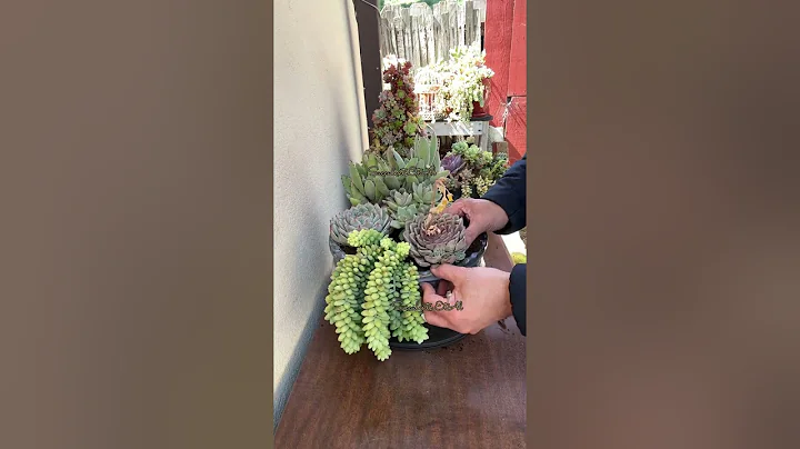 Make Your Basic Succulent Arrangement LOOK AMAZING - Tips & Tricks🪴#succulents #succulenttips#diy