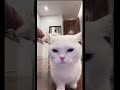 Giải toả áp lực = thơm #audiotruyen #pets
