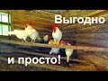 Бизнес в деревне / Выгодно и просто / Простой деревенский курятник.