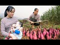 Harvesting sweet potatoes how to boil delicious sweet potatoes single mothers life