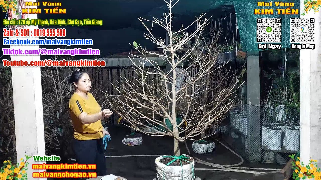 Mai Vàng Nhiều Nụ Đón Tết Bao Ship Toàn Quốc Giá Rẻ - Mai Vàng Kim Tiền Chợ Gạo