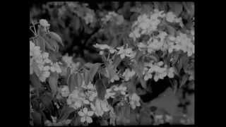 видео: Жизнь одна на земле. Деревня «Чембилей» 1973 года (Цүмбәли) картинка: Жизнь одна на земле. Деревня «Чембилей» 1973 года (Цүмбәли)