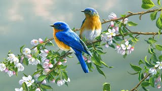 清晨鳥叫聲，來自大自然的聲音祝福 | 放鬆音樂2021