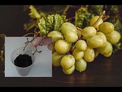 Video: Vermehrung Von Trauben Durch Schichtung: Wie Vermehre Ich Mich Im Herbst Und Sommer? Wie Kann Man Für Anfänger Eine Schichtung Aus Einem Busch Graben? Wie Pflanzt Man Grün Und Ande