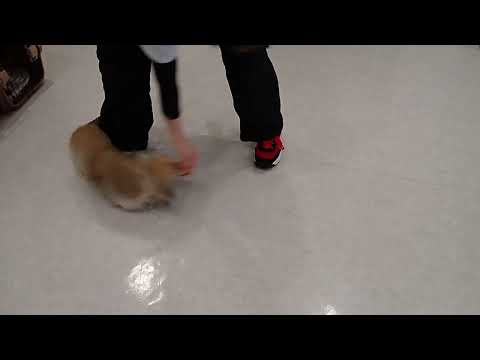 犬の幼稚園 yukuruちゃんとトレーニング